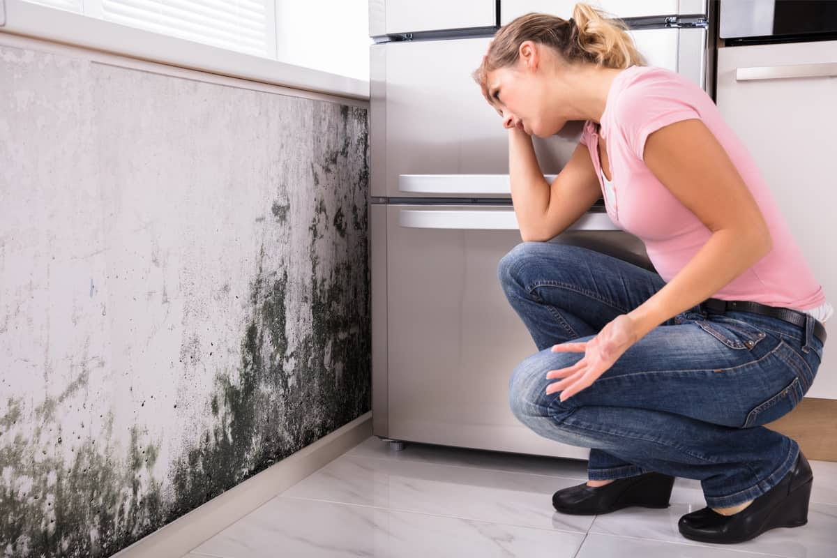 Tenant Relocation Due To Mold | Top Reviews, Photos